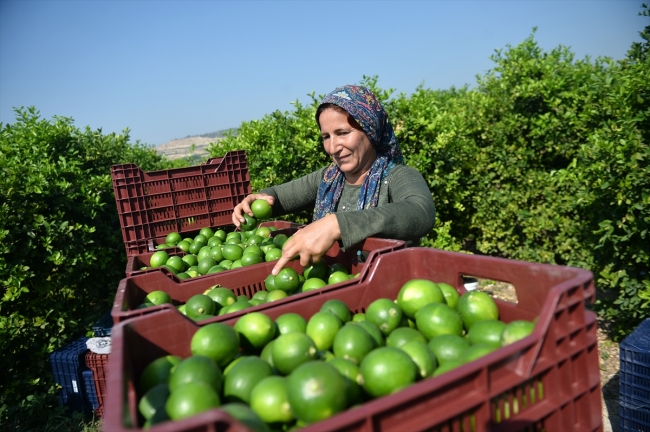 Limon hasadında kadın işçiler öne çıkıyor